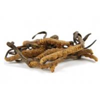 Cordyceps Sinensis CS-4 gyógygomba libido Kivonat 750mg 100 kapsula